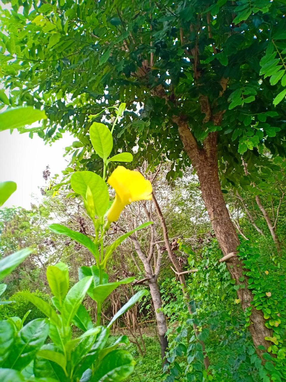 Jungle House Tourist Inn Dambulla Buitenkant foto